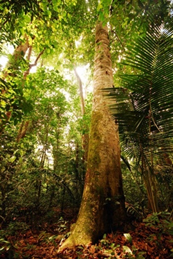 Amazon_rainforest
