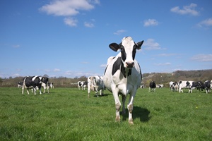 Cows_in_fields