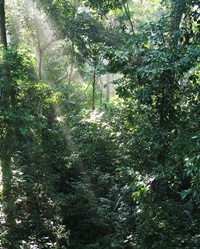 Amazon jungle
