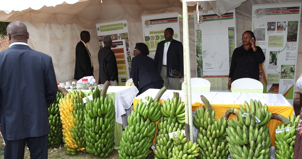 Banana growers displaying their produce during a Banana Conference in Nairobi, Kenya on 23 October 2013.