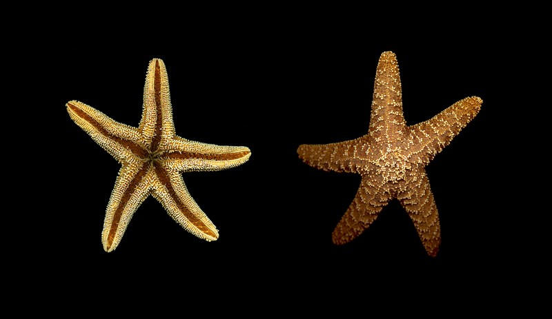 A species of starfish regulates the lives of other sea species in Makah Bay, Washington – similarly impact investors influence the philanthropy ecosystem.