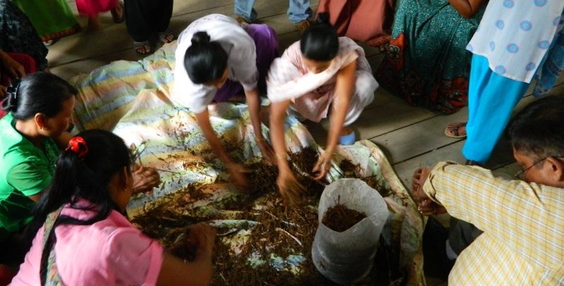 Women in northeast India use micro‑loan funds to support their herbal medicine practice. Credit GFCF.